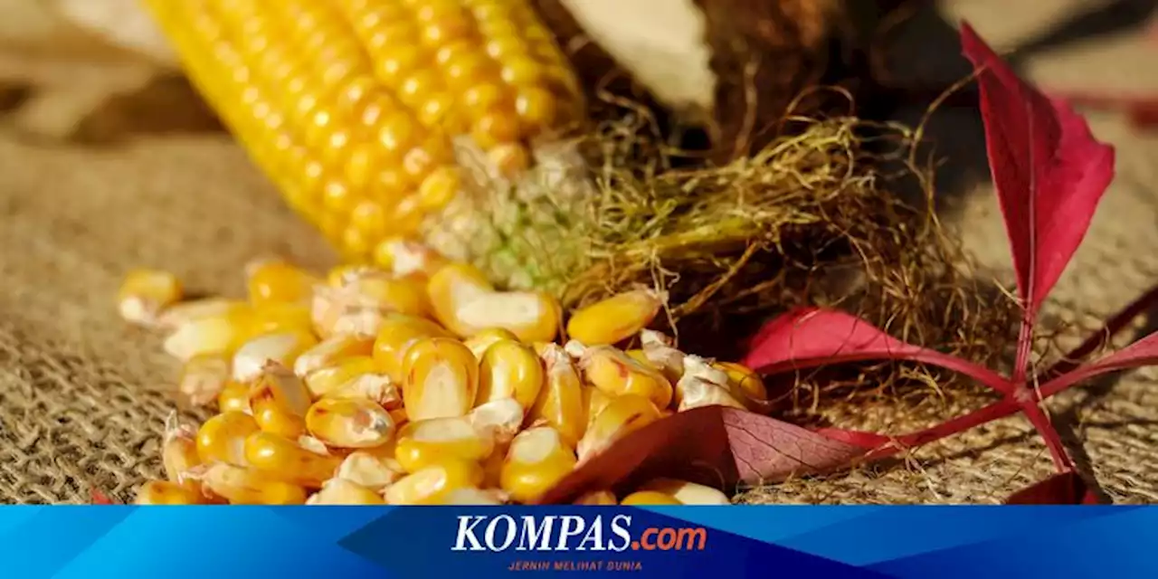 Trik Memipil Jagung dengan 2 Cara Mudah