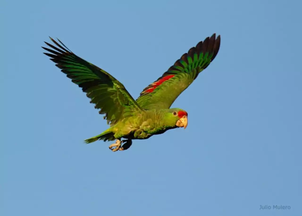 Endangered parrot species is now thriving in Texas, researchers find