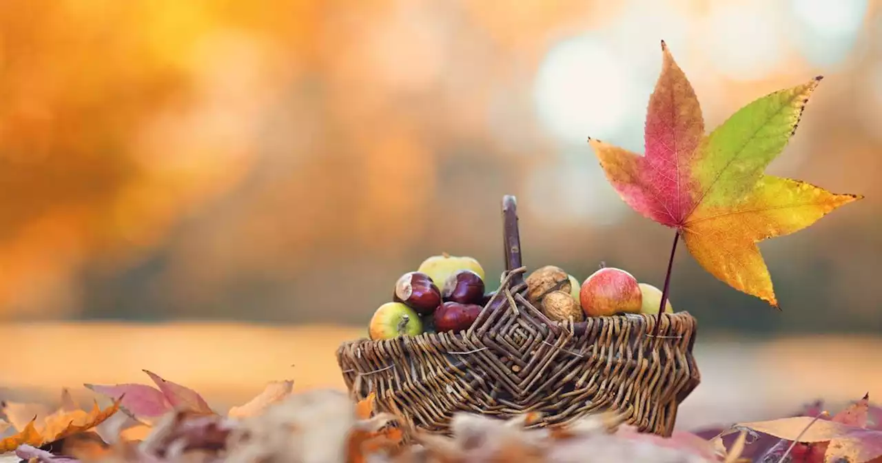 Cinq mots pour bien parler de l’automne