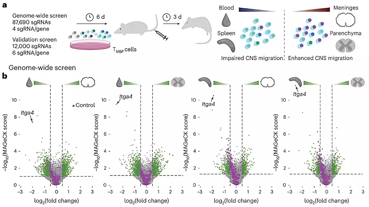 Key regulators involved in genesis of multiple sclerosis lesions identified