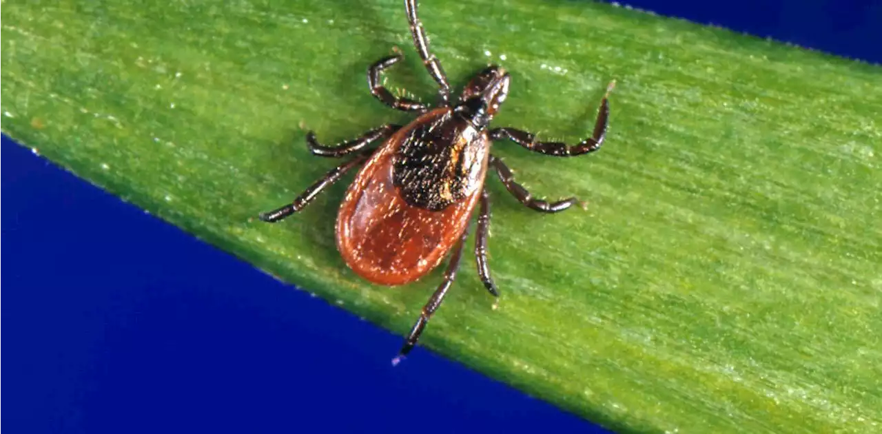 Lyme disease: The pathogen's cunning strategies for persistent infection offer clues for vaccine development