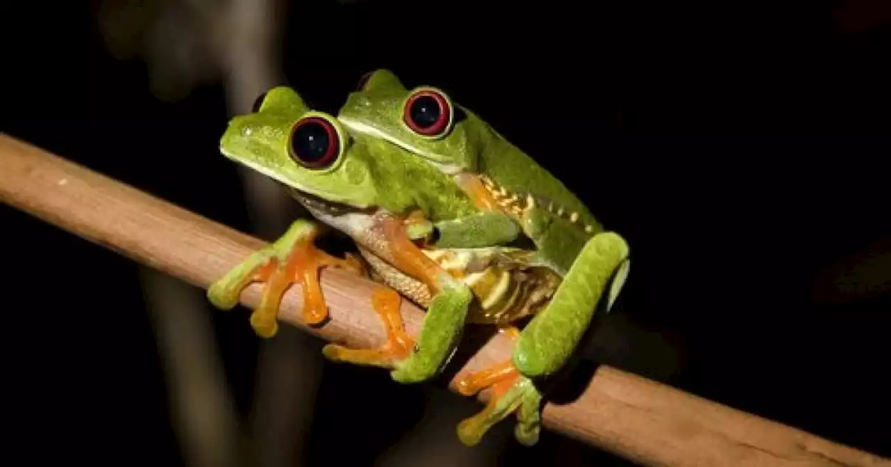 Frogs keep trying to mate with weird things – and have for millions of years