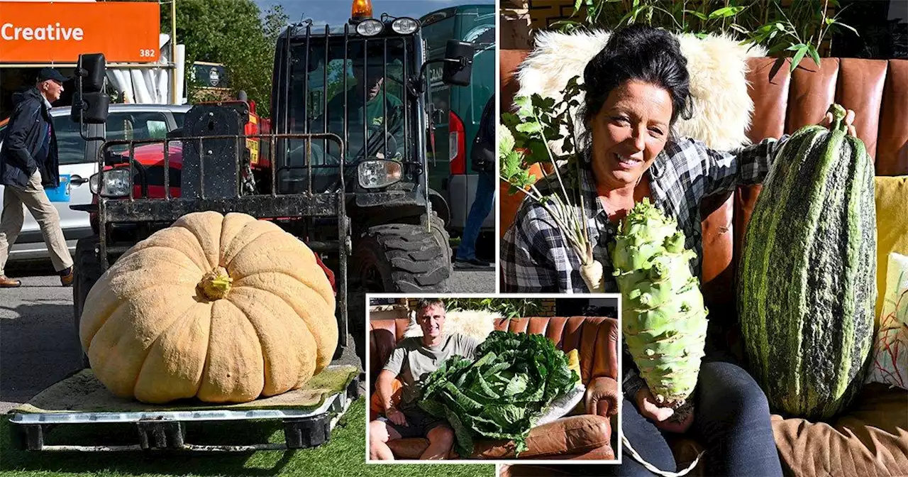 Gardeners reveal secrets behind their giant veg – including a 47 stone pumpkin