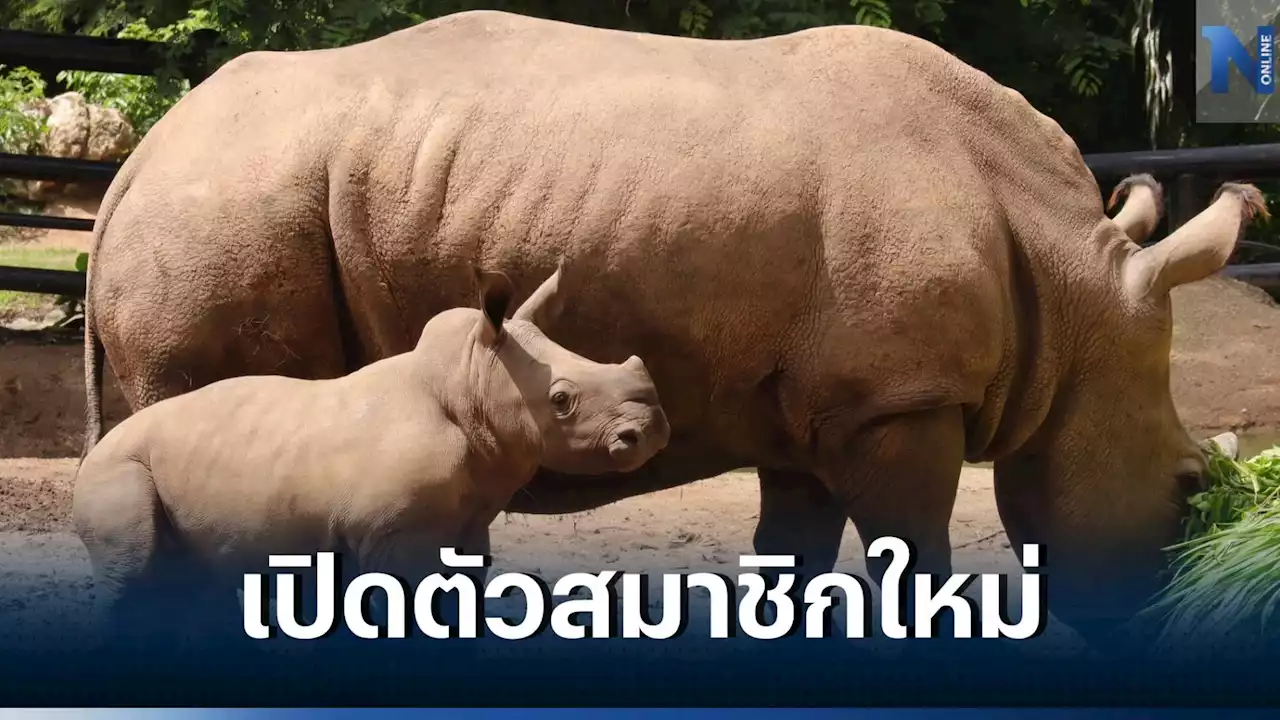 สวนสัตว์เปิดเขาเขียว อวดโฉมสมาชิกใหม่ 'น้องท็อป' ลูกแรดขาวตัวที่สอง