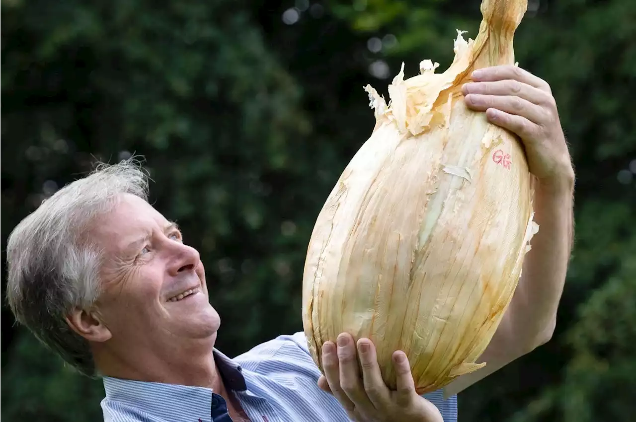 World record breaking onion grower hopes next year's crop will be bigger again