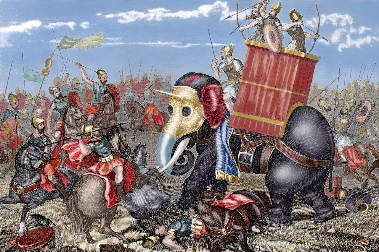 Bone from 'sizeable beast' could be ancient battle elephant