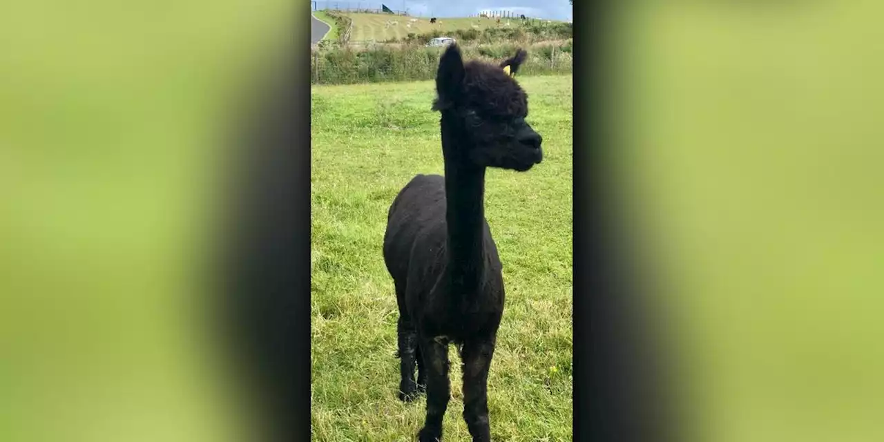 Drama in Tierpark: Besucher vergiften mehrere Alpakas - darunter auch ein Baby