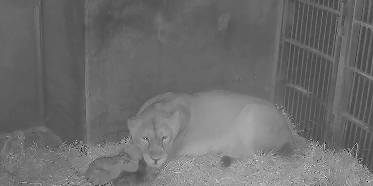 Niedliches Video veröffentlicht: Hier kuscheln die Löwenbabys mit Mama Aarany