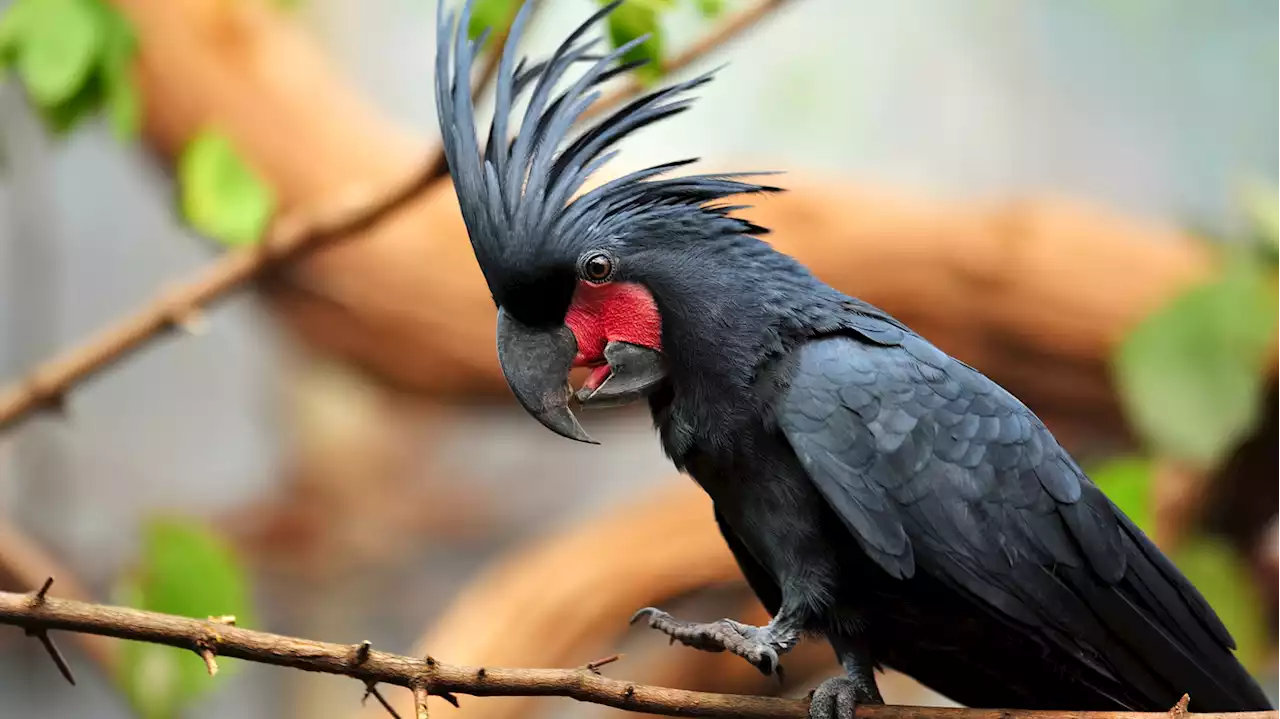 To woo a cockatoo, make sure the beat is right : Short Wave