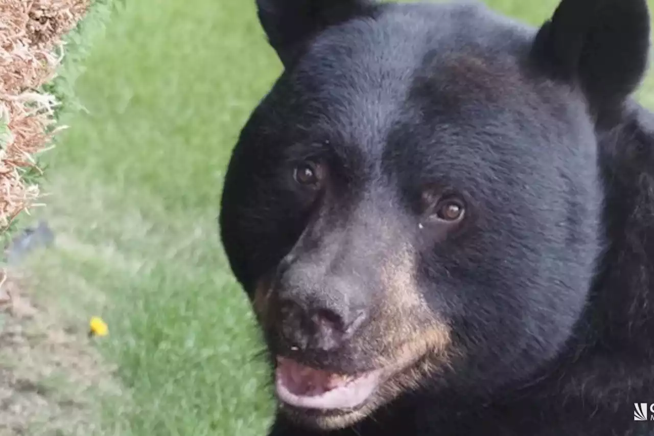 Strike a paws: Backyard bear becomes subject of B.C. photoshoot