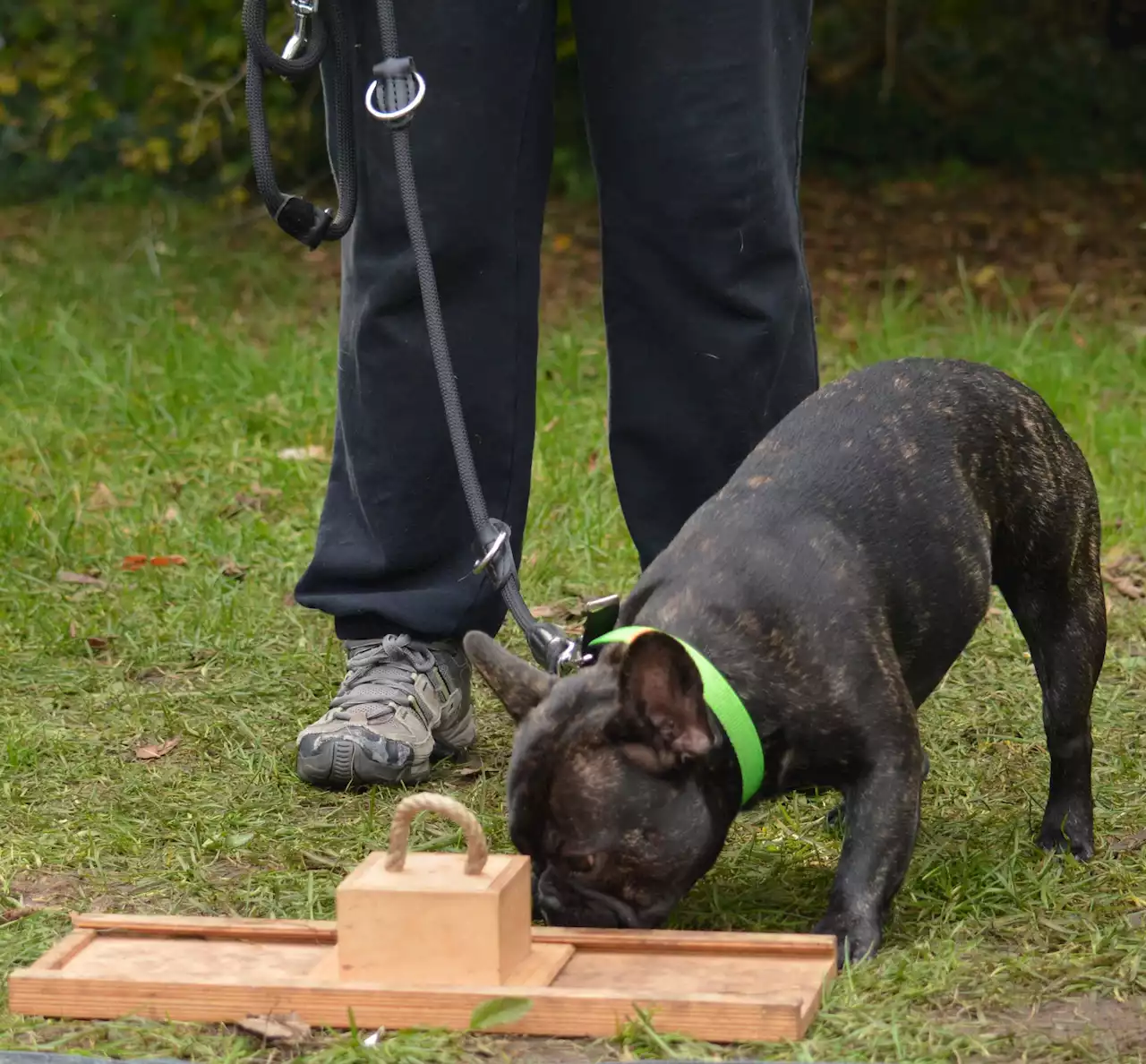 Why flat-faced dogs seem more cuddly than longer-muzzled dogs