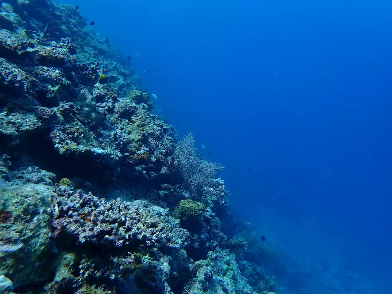 China says Philippines ‘creating a political drama’ over coral damage in Rozul Reef