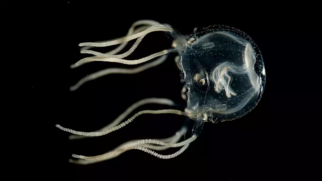 These brainless jellyfish use their eyes and bundles of nerves to learn