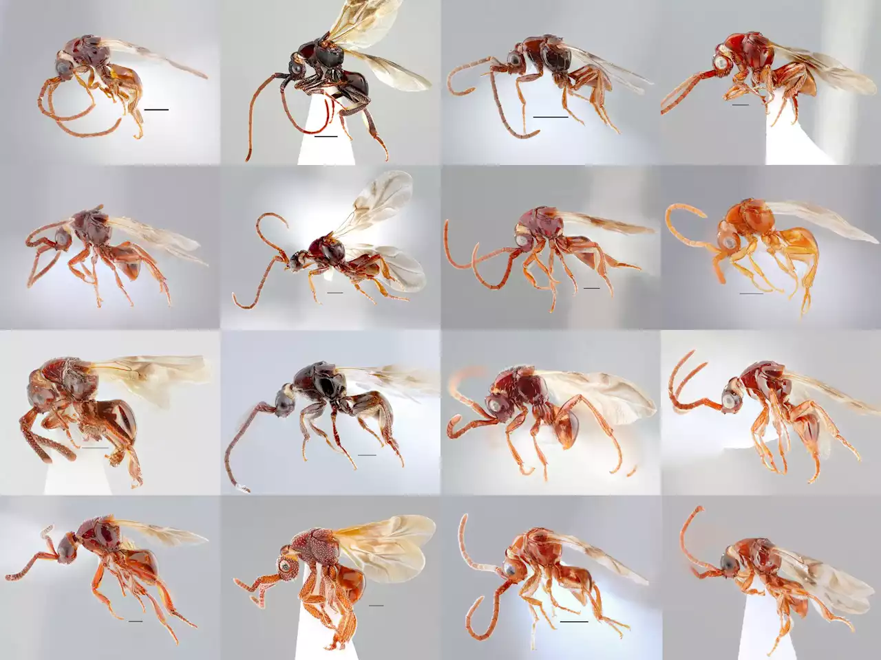 Scientists Discover 16 Strange New Species of of Parasitoid Wasp in Vietnam