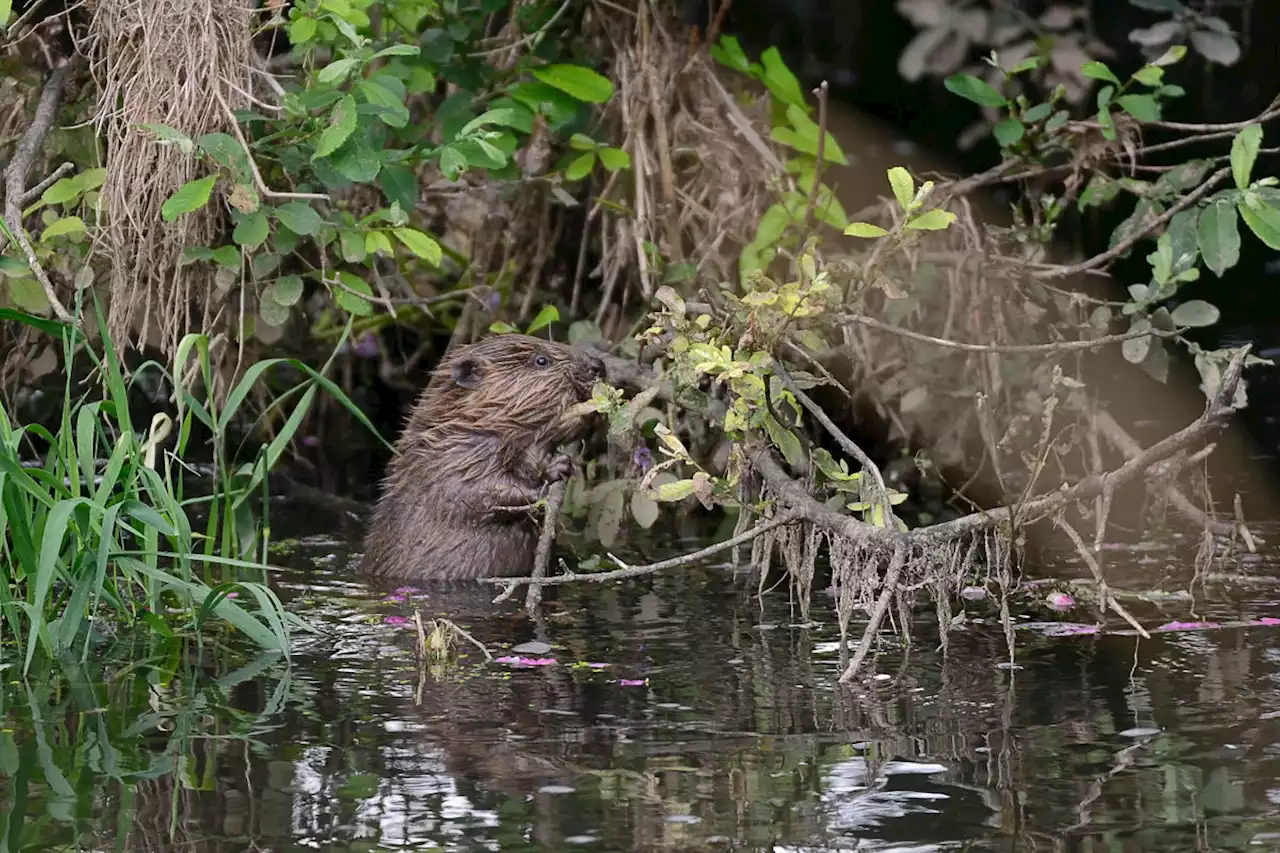 Contractors beaver away at Shrewsbury Old River Bed beaver release trial