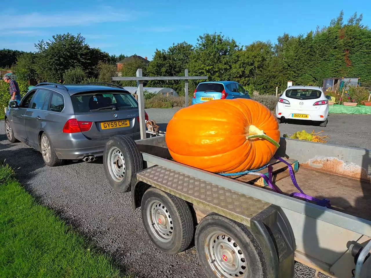 Shrewsbury's giant sunflower grower shows off his monster pumpkin