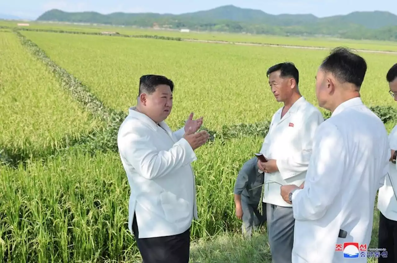 目標の３分の１以下…今年も厳しい北朝鮮の農業（2023年9月23日）｜BIGLOBEニュース