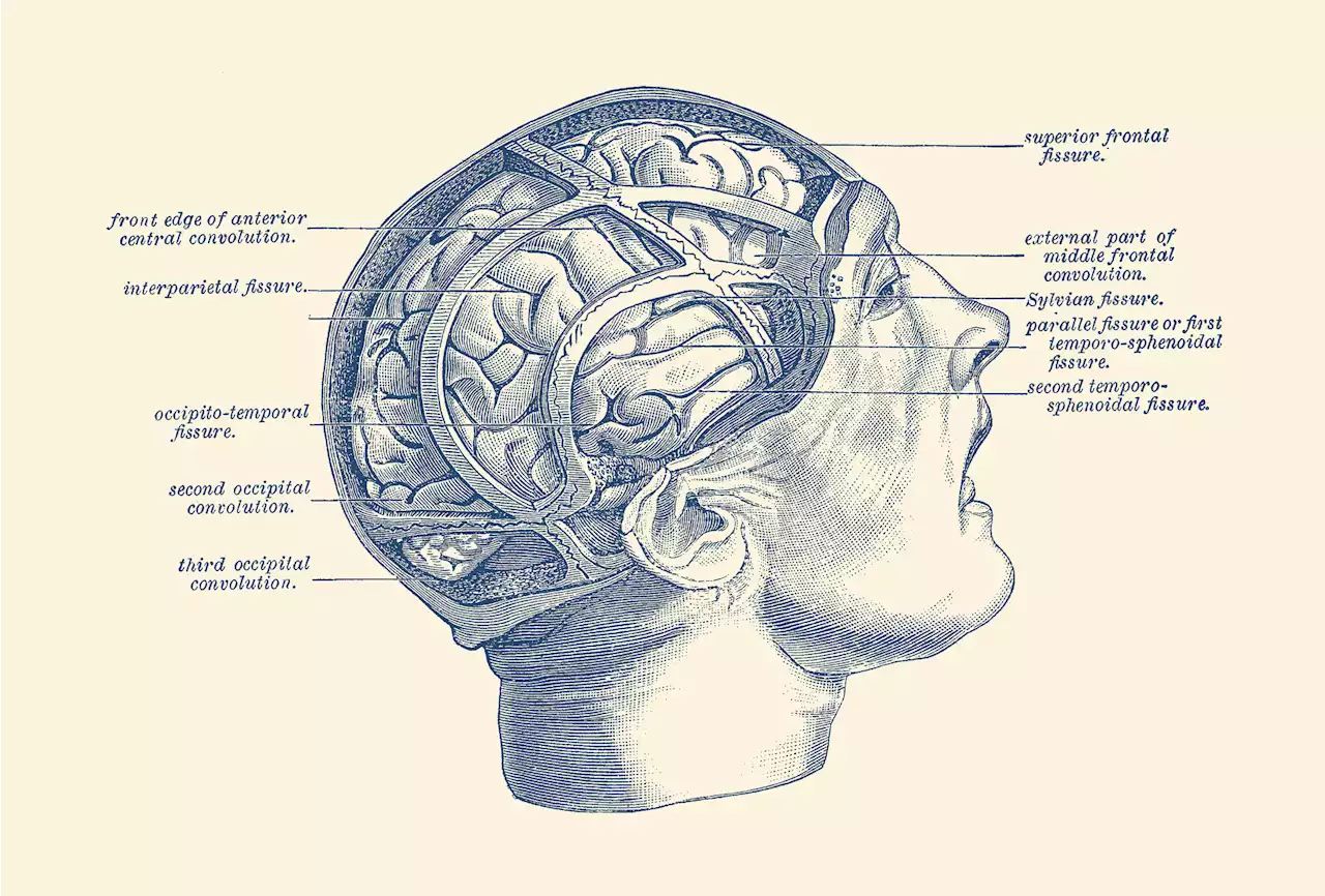 SPONTANEOUS COMBUSTION: Exploring the Brain Science of Freestyle Rap