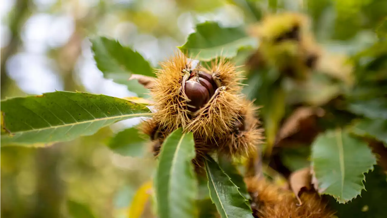 Wie der goldene Herbst in der Region zelebriert wird