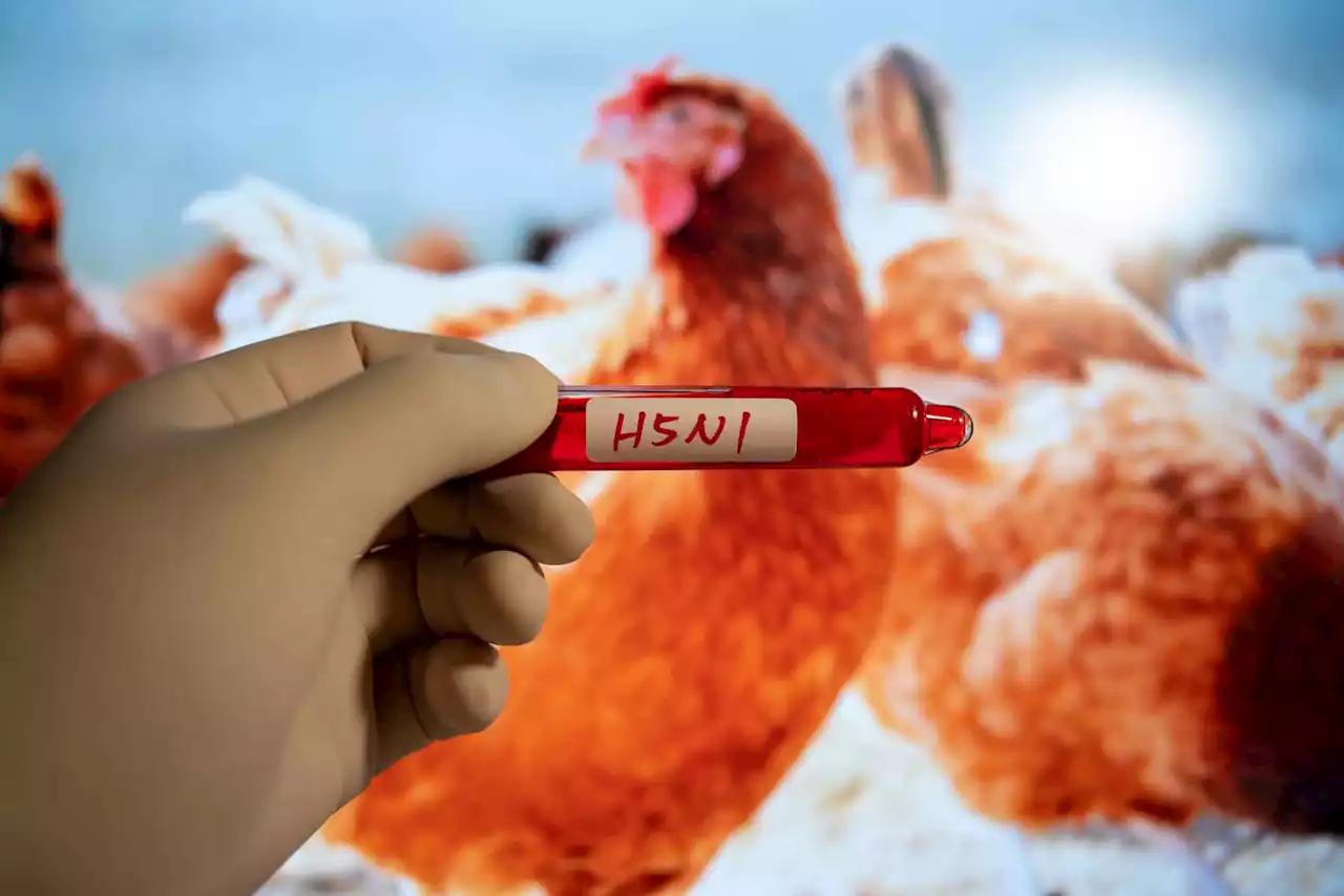 South African chickens hit by 'worst' bird flu outbreak