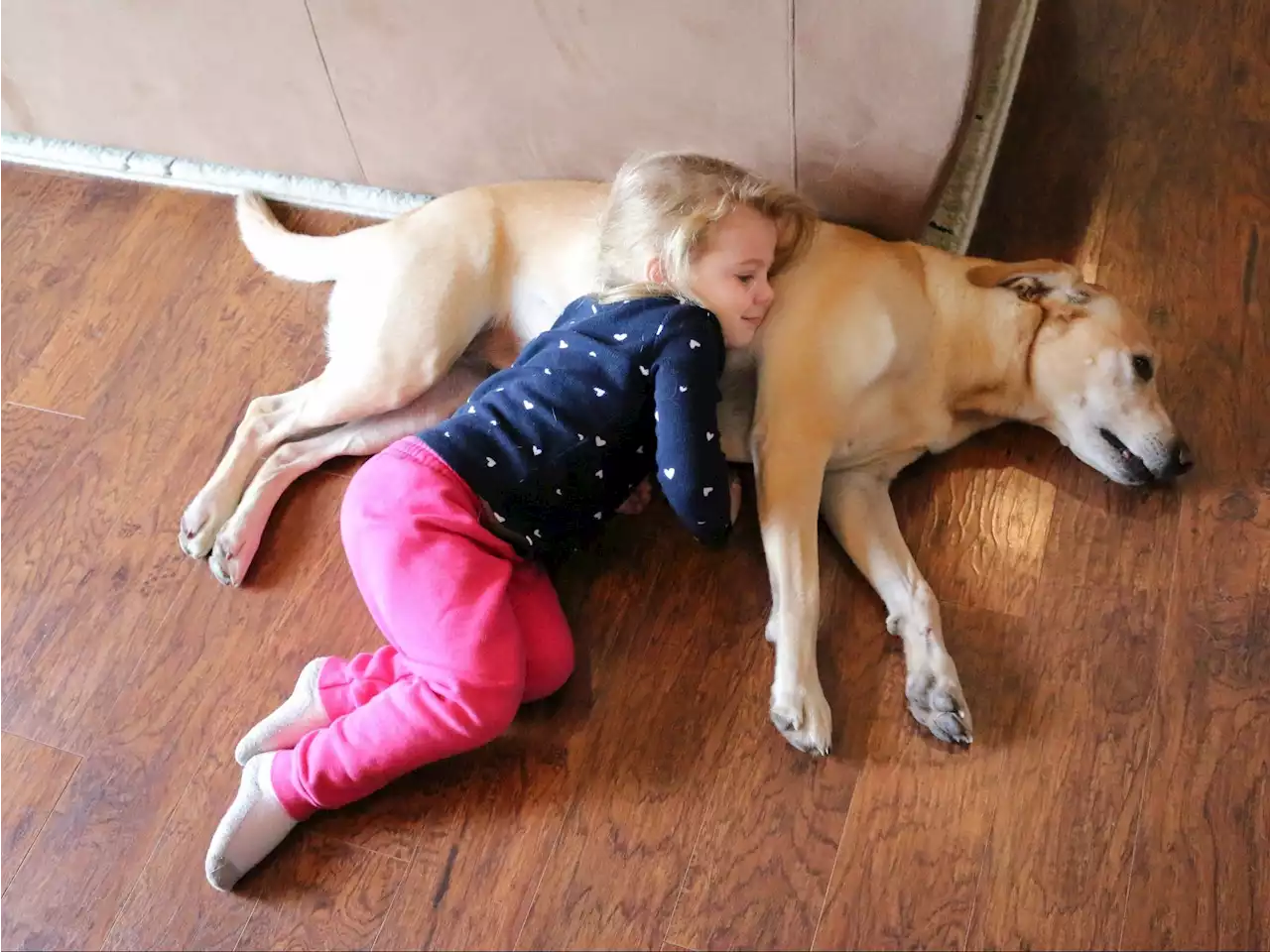 A toddler lost in the woods is found asleep using family dog as a pillow