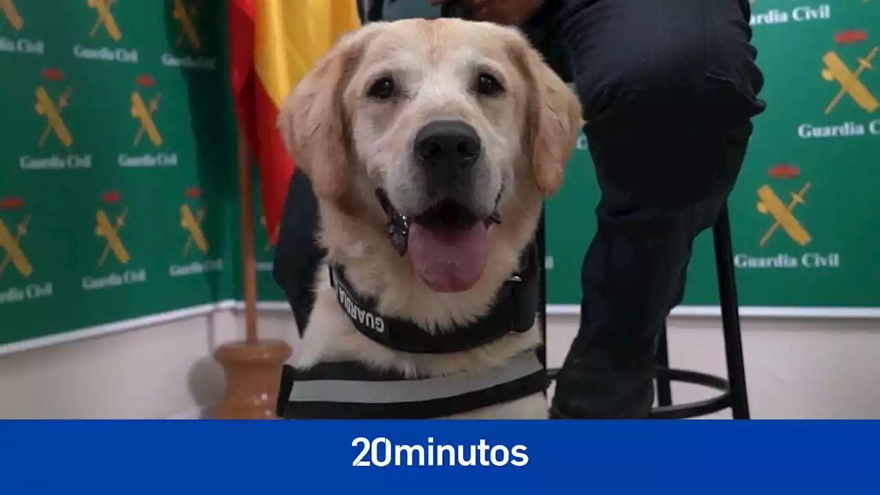 Ogro, el perro rastreador de la Guardia Civil que lucha contra el narcotráfico en Andalucía gracias a su excepcional olfato