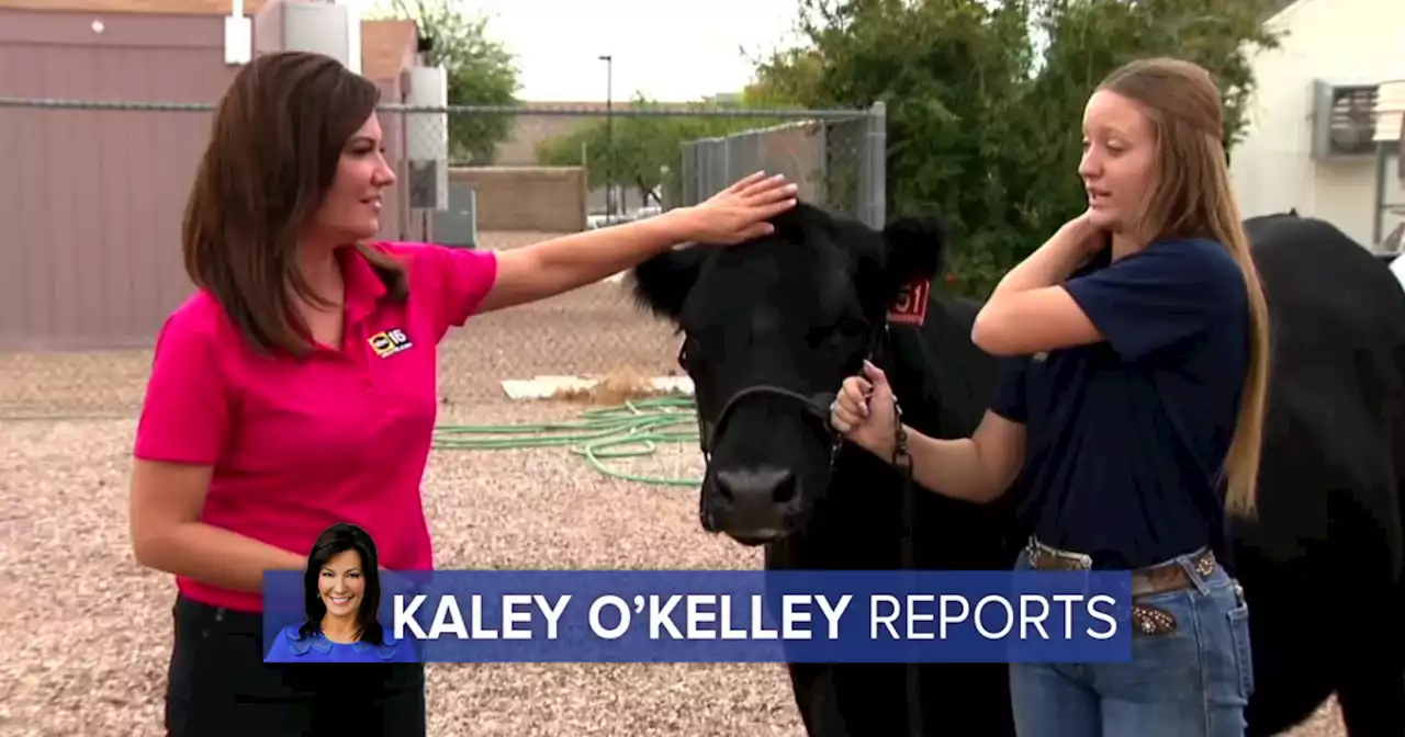 Queen Creek FFA chapters show animals, compete at Arizona State Fair