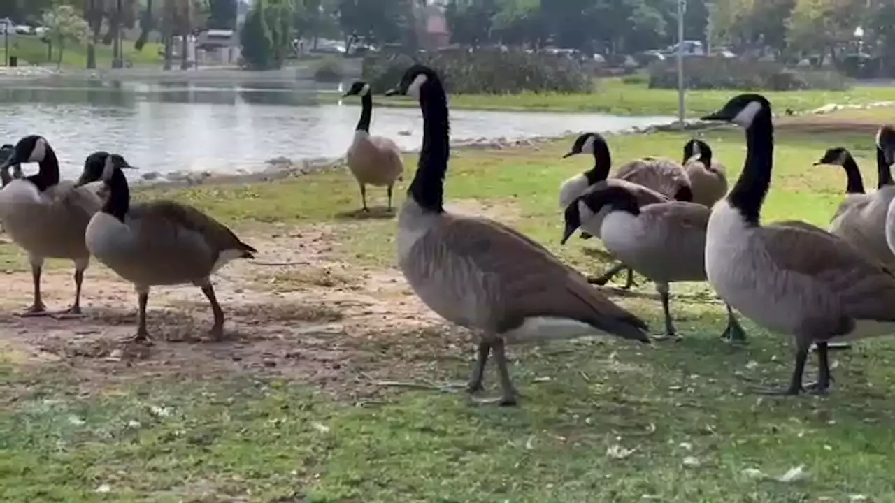 Aggressive geese chasing kids and pets, raising a stink in Echo Park Lake