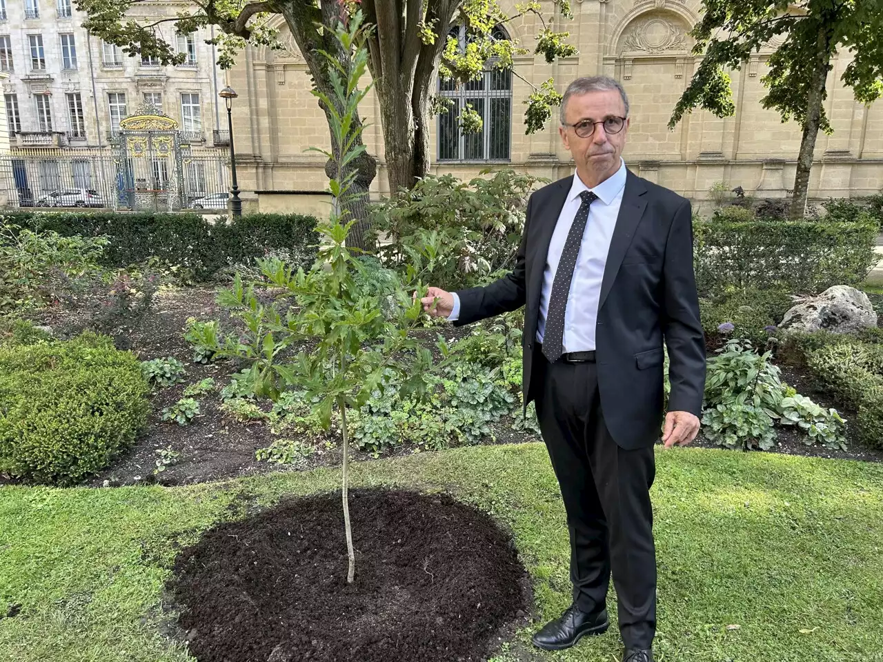 Bordeaux : l'histoire de ce chêne britannique offert par Charles III à Pierre Hurmic