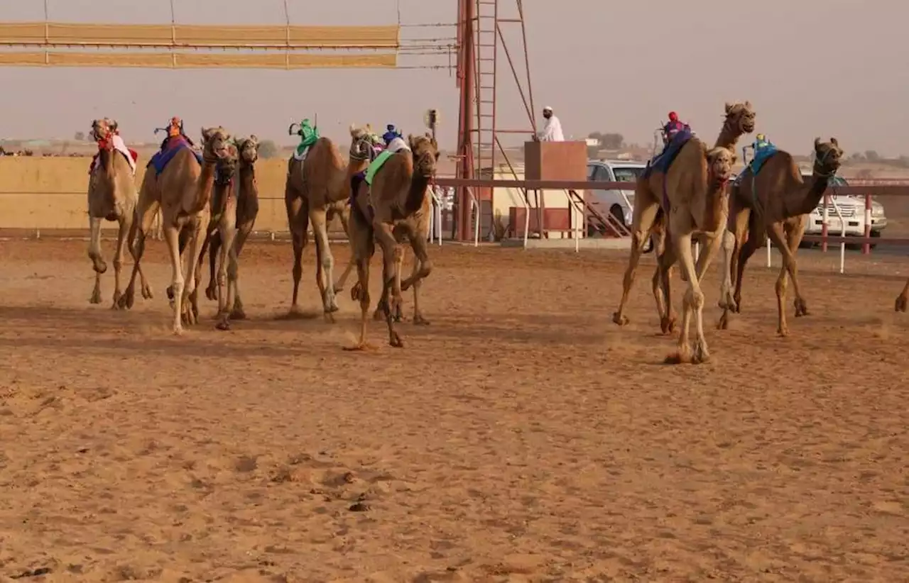 انطلاق منافسات سن الثنايا بميدان الذيد