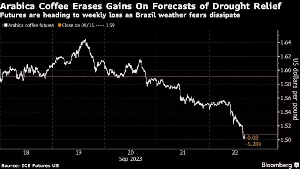 Arabica Coffee Posts Weekly Loss While Drought Fears Dissipate