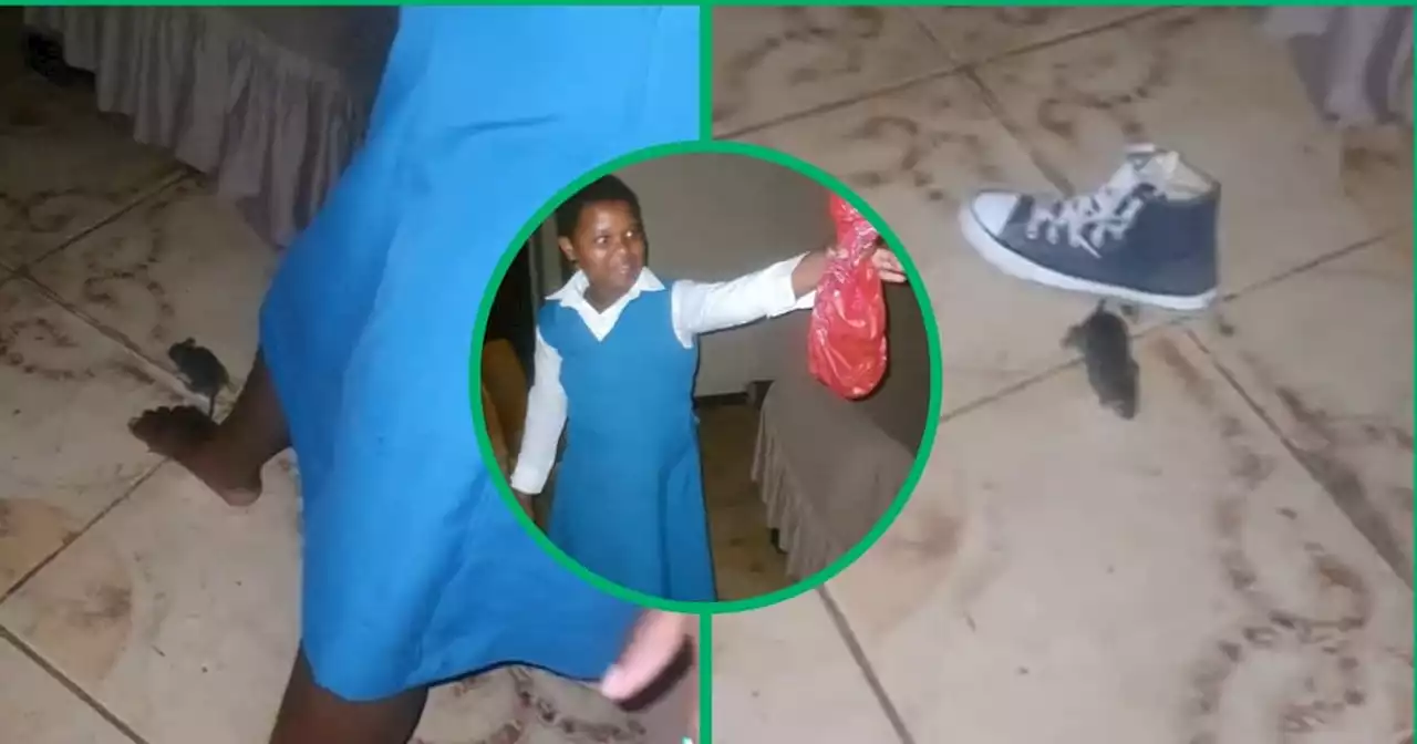 'Banoyolo iLembe': Fearless girl catches rat in the house and becomes viral hit