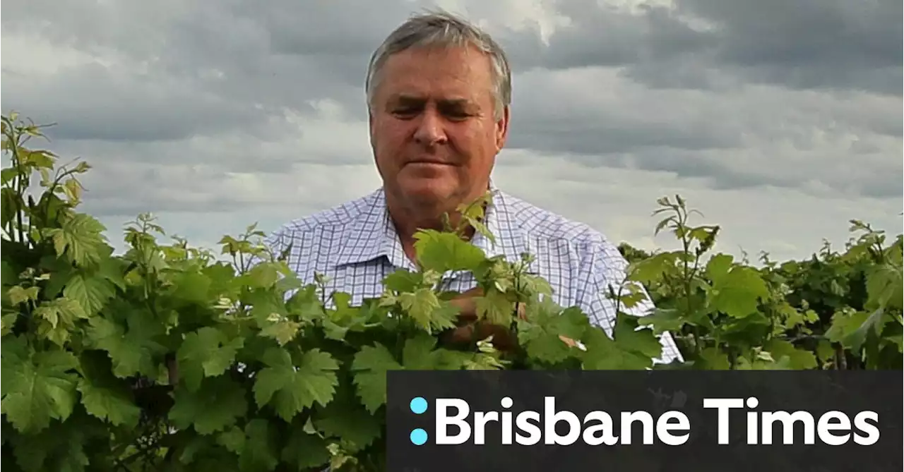 Even if China lifts its wine tariffs, Aussie grape growers have already been squeezed dry