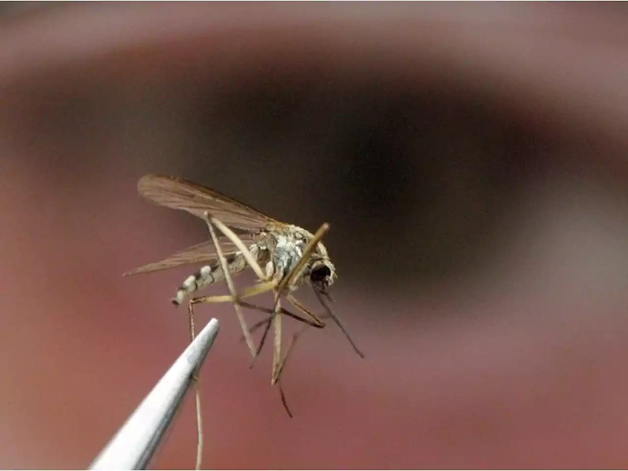 Nine cases of West Nile virus confirmed in Alberta