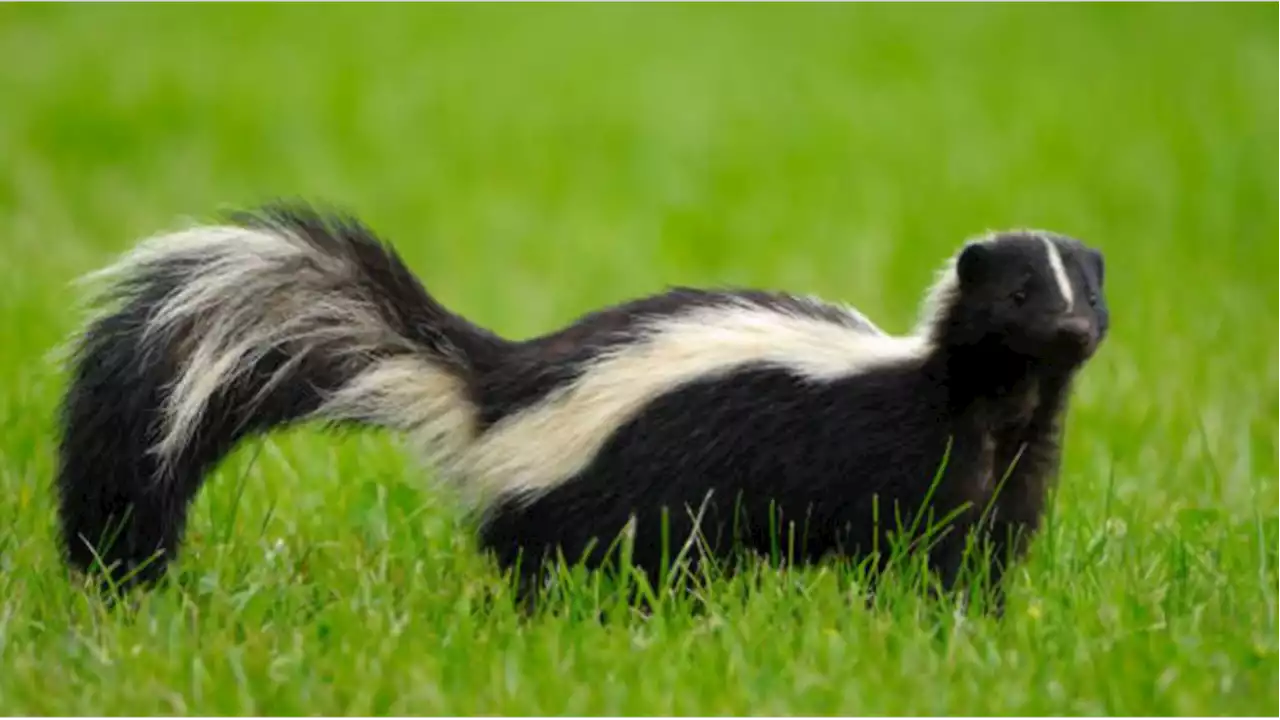 Lee County child bitten by rabid skunk, doing well after treatment