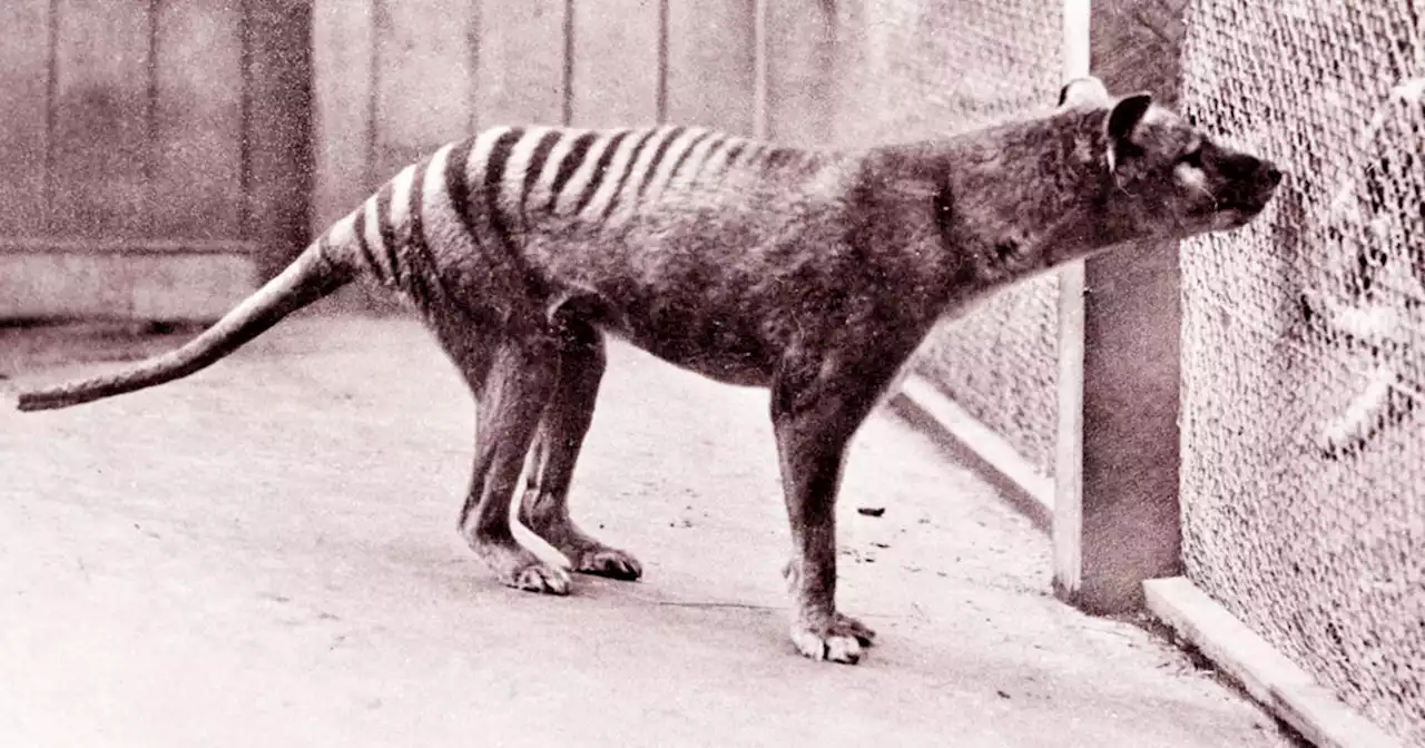 Scientists recover RNA from extinct species for first time
