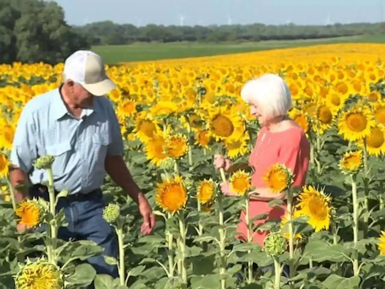 Americano planta um milhão de girassóis como presente de 50 anos de casamento