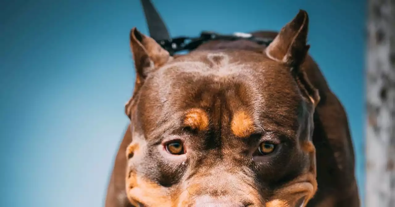 Man rushed to hospital after XL Bully attack as cops hunt owner