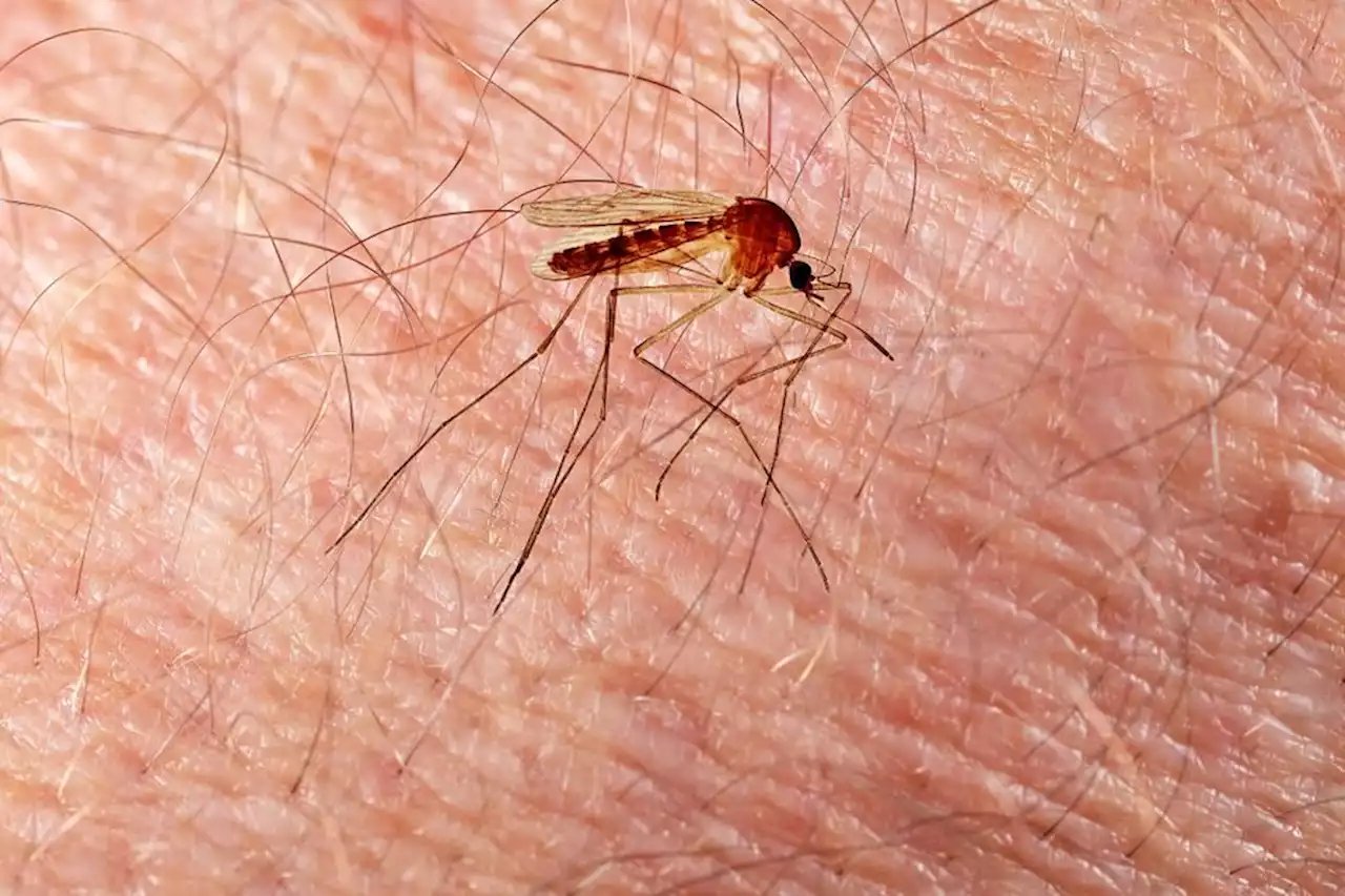 Avec la chaleur, prolifération inhabituelle de moustiques dans le Pas-de-Calais : 'il ne s'agit pas de moustiques tigres'