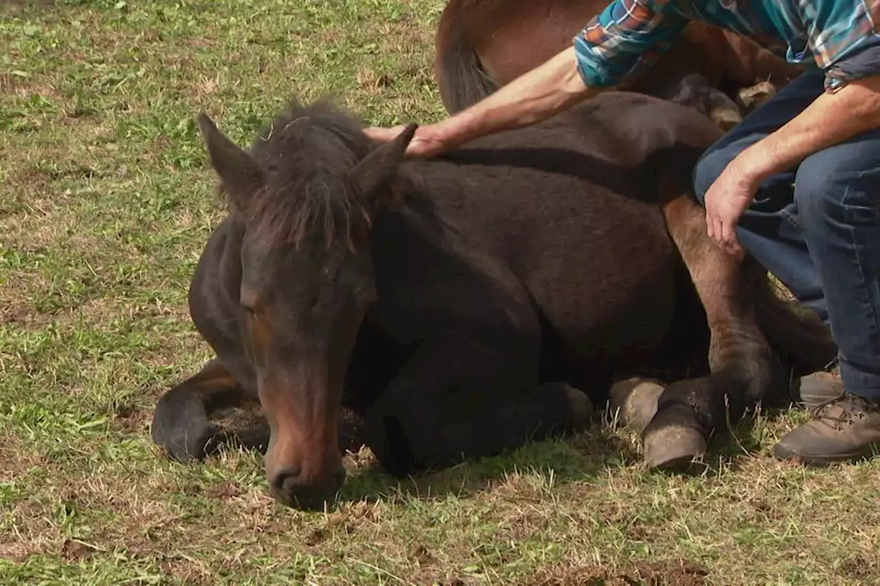 Comment la race oubliée du cheval d’Auvergne a réussi à être sauvegardée