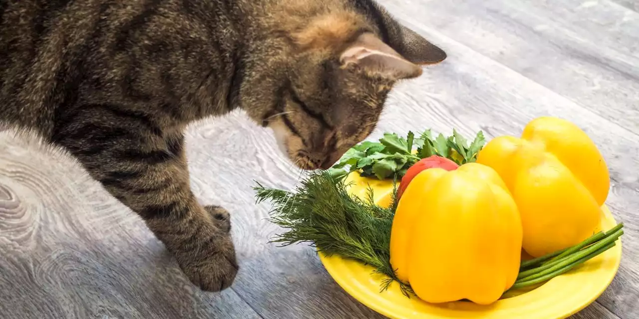 Kann das stimmen? Vegane Katzen leben gesünder