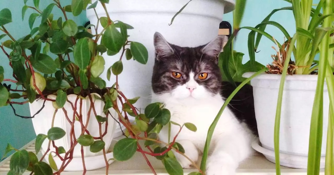 12 Pet-Friendly House Plants That Are Safe For Cats And Dogs