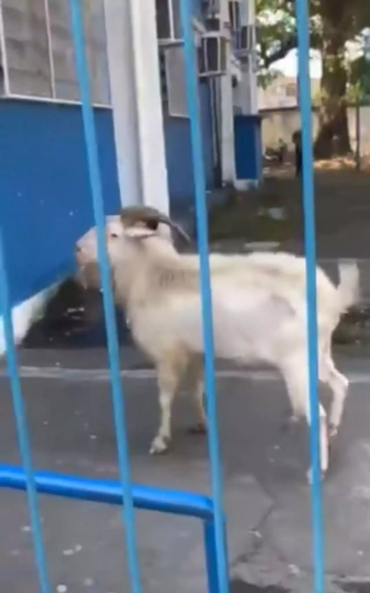 Bode invade escola na Zona Oeste | Rio de Janeiro