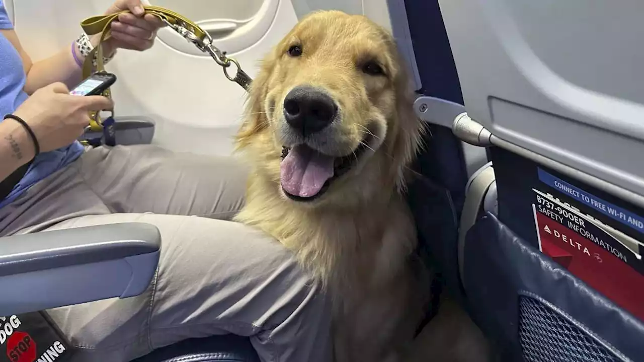 Puppies training to be future assistance dogs earn their wings at Detroit-area airport