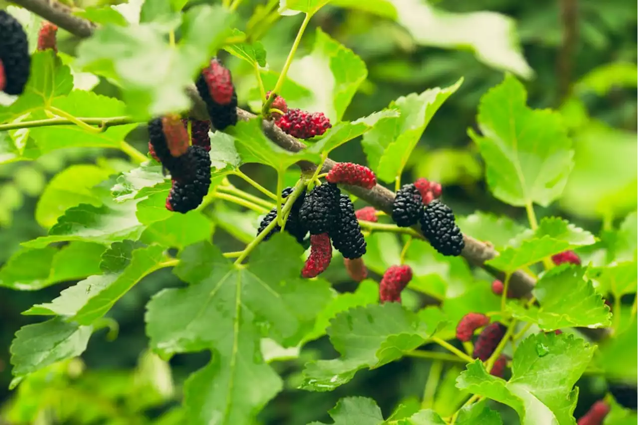 What to do about this messy volunteer mulberry tree