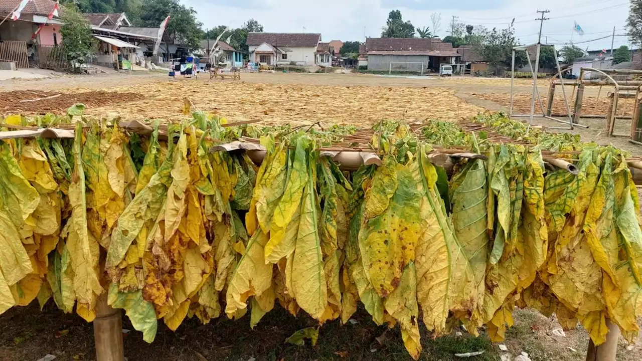 AMTI: Jutaan Orang Bergantung Penghidupannya pada Industri Tembakau