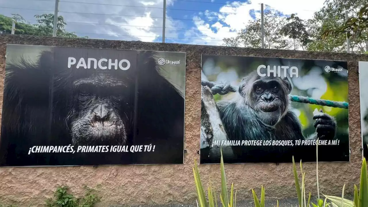 VIDEO: Judicializaron a empleado de bioparque en Pereira, que habría permitido que dos chimpancés escaparan