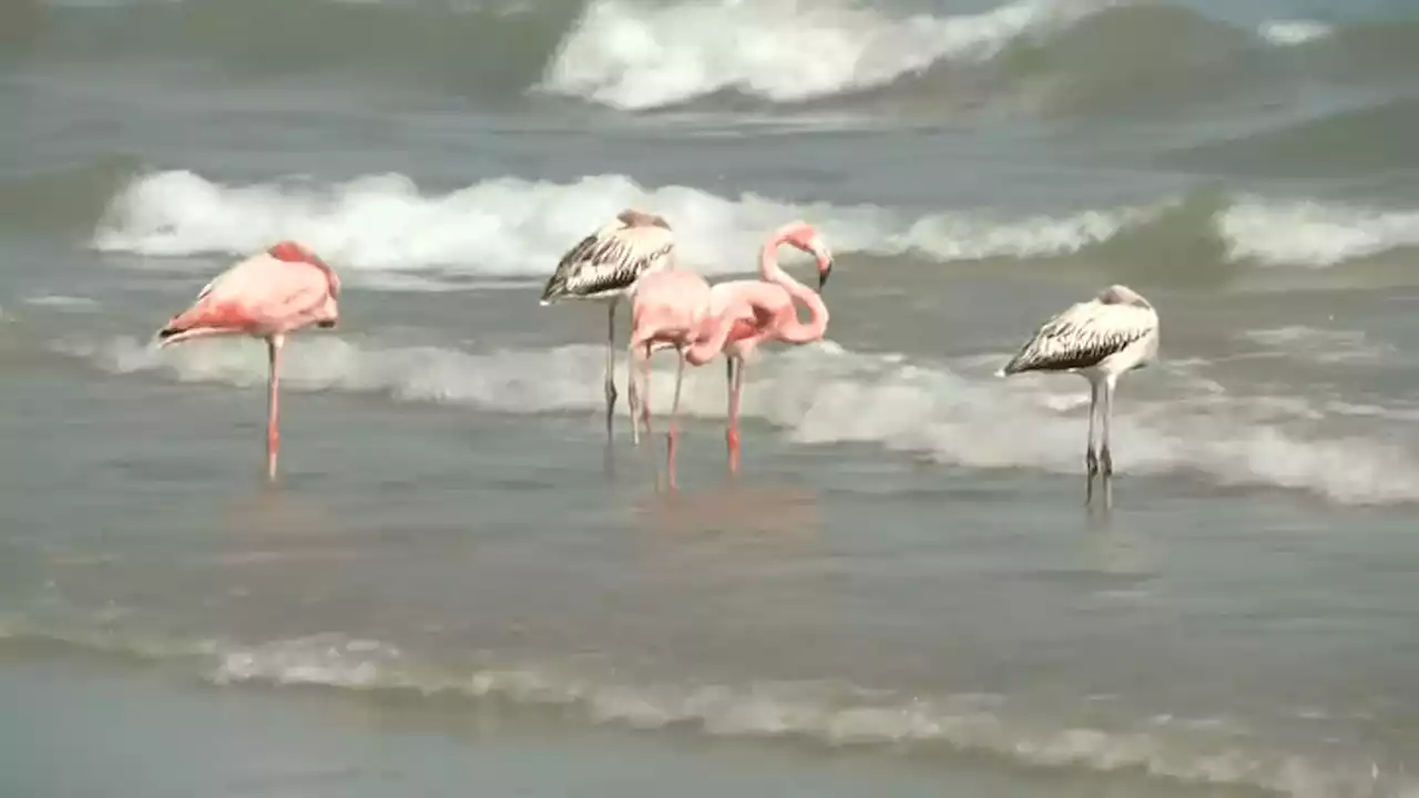 Flamingos spotted on a Wisconsin beach for the first time ever