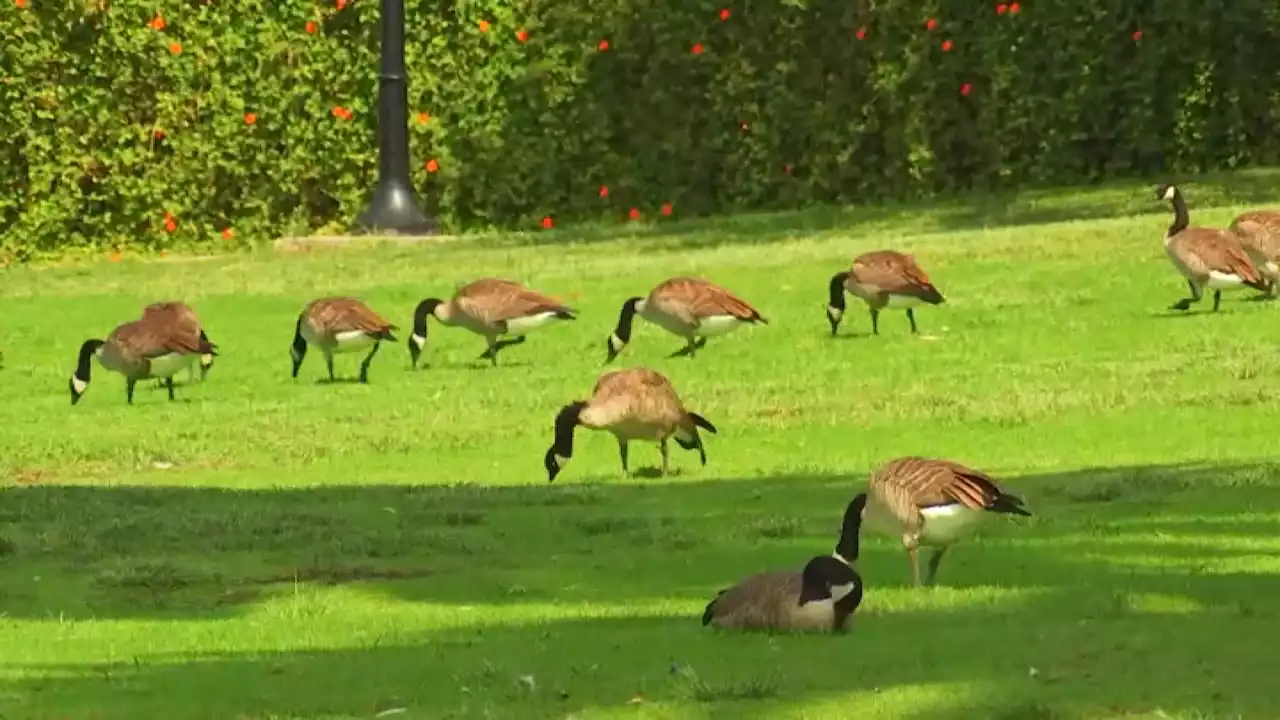 Aggressive Canadian geese harassing visitors in Echo Park