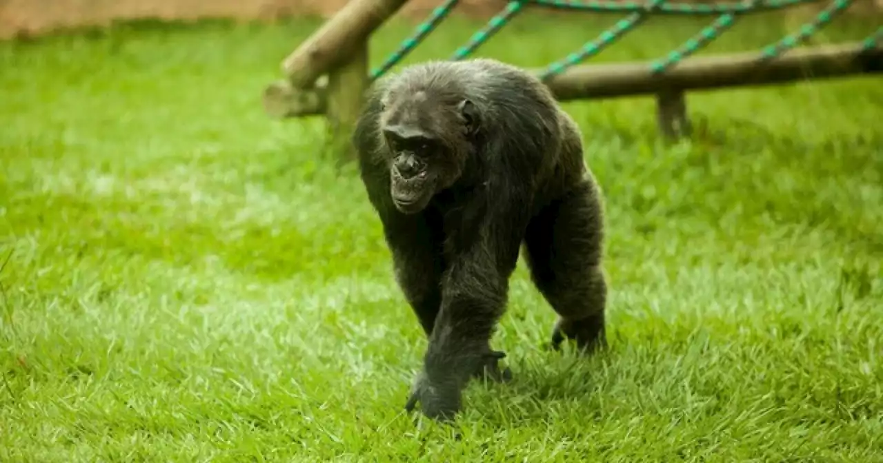 Judicializan a cuidador de Bioparque Ukumarí que habría permitido escape de chimpancés sacrificados